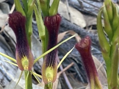Cryptostylis hunteriana