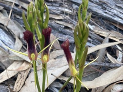 Cryptostylis hunteriana