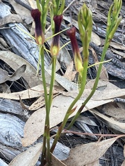 Cryptostylis hunteriana