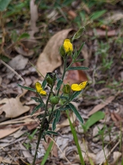 Crotalaria brevis