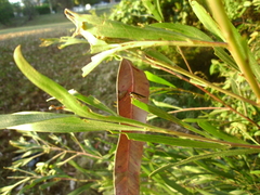 Rhinotia lineata