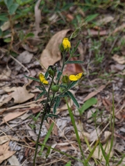 Crotalaria brevis