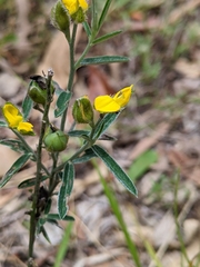 Crotalaria brevis