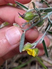 Crotalaria brevis