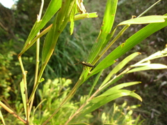 Rhinotia lineata