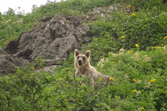 Ursus arctos lasiotus