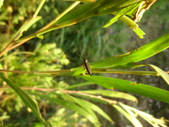 Rhinotia lineata