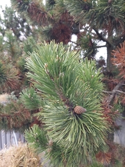 Pinus mugo