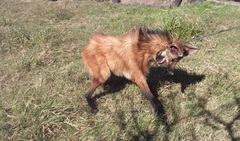 Chrysocyon brachyurus