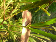 Rhinotia lineata