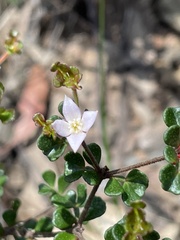Boronia algida