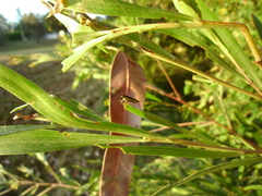 Rhinotia lineata