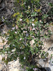 Boronia algida