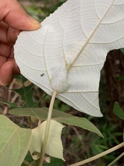 Okiscarta uchidae