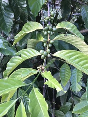 Coffea arabica