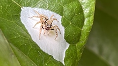 Cytaea
