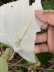Okiscarta uchidae