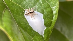 Cytaea