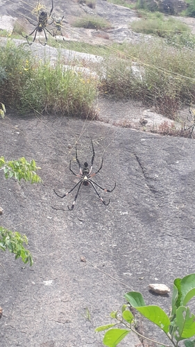 banded-legged golden orb-web spider