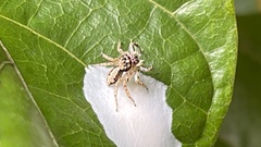Cytaea