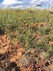 Picradeniopsis multiflora