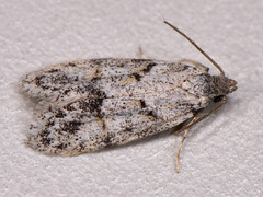 Symmoca signatella