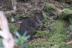 Thylogale billardierii