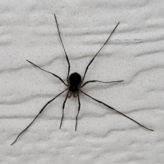 Phalangioidea