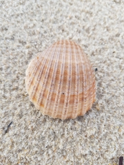 Acanthocardia tuberculata