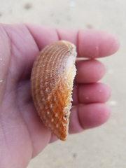 Acanthocardia tuberculata