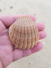 Acanthocardia tuberculata