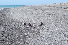 Phalacrocorax varius varius