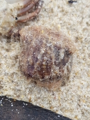 Calliactis parasitica