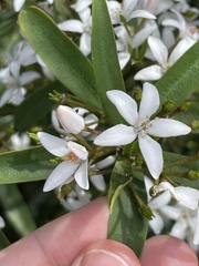 Philotheca myoporoides