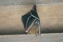 Cynopterus brachyotis