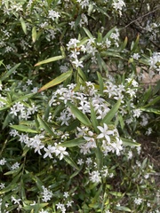 Philotheca myoporoides