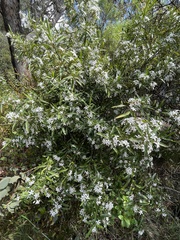 Philotheca myoporoides