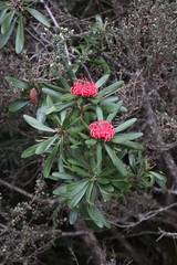 Telopea truncata