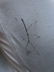 Libethra
