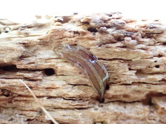 Newzealandia