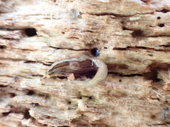 Newzealandia
