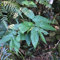 Begonia longifolia