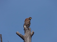 Parabuteo unicinctus