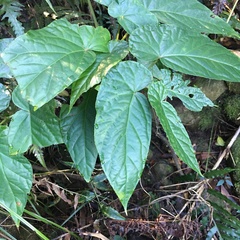 Begonia longifolia