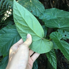 Begonia longifolia