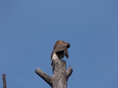 Parabuteo unicinctus