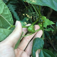 Begonia longifolia
