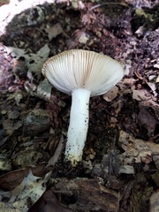 Russula pectinatoides