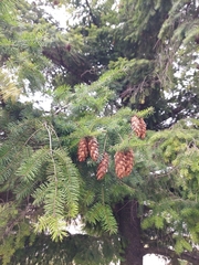 Pseudotsuga menziesii