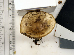 Russula pectinatoides